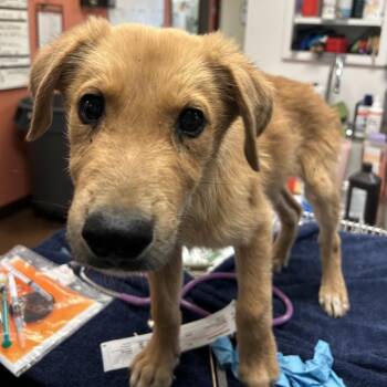 Truth -  Cattle Dog and Mixed Breed Dog for Adoption in Flagstaff, Arizona - Truth | PetCurious
