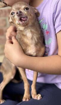 Chihuahua Dogs Available for Adoption - Kester | PetCurious