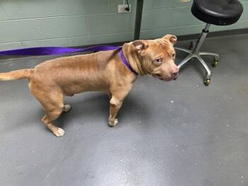 THISTLE -  Pit Bull Terrier Dog for Adoption in Antioch, California - THISTLE | PetCurious