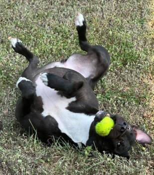 Charlie -  Mixed Breed and Pit Bull Terrier Dog for Adoption in Austin, Texas - Charlie | PetCurious
