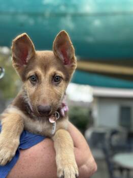 Rescue German Shepherd Dog Dogs for Adoption in Palo Alto, California - Paloma | PetCurious