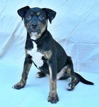 Rescue Rottweiler and Mixed Breed Dogs for Adoption in Morton Grove, Illinois - Betty | PetCurious
