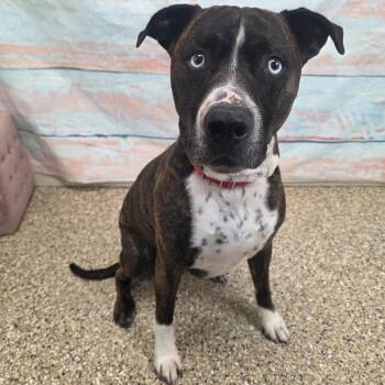 Pit Bull Terrier and Mixed Breed Dogs Available for Adoption in Cheyenne, Wyoming - Odie | PetCurious