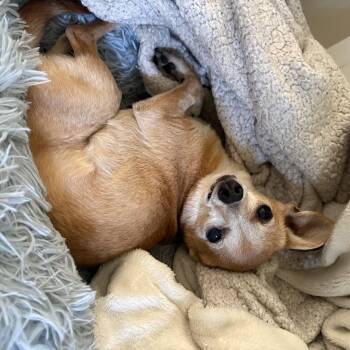 Rosie -  Chihuahua Dog for Adoption in Durham, North Carolina - Rosie | PetCurious