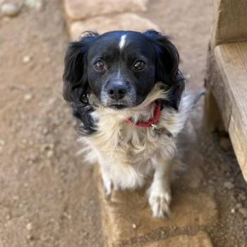 Chloe -  English Springer Spaniel and Mixed Breed Dog for Adoption in Austin, Texas - Chloe | PetCurious