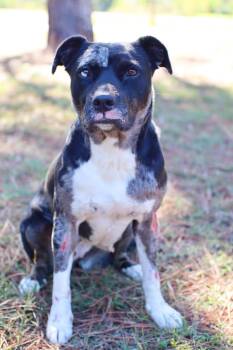 Rescue Catahoula Leopard Dog Dogs for Adoption in Holly Springs, Mississippi - Honeydew | PetCurious