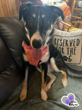 Rescue Alaskan Malamute and Labrador Retriever Dogs for Adoption in Kenai, Alaska - Trumpet - Brass Litter | PetCurious