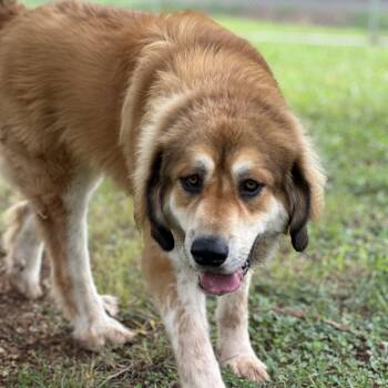 Rescue Golden Retriever and Great Pyrenees Dogs for Adoption in Burbank, California - Sherlock | PetCurious
