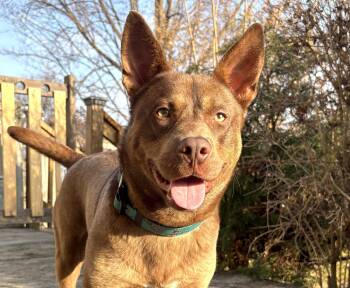 Australian Kelpie Dogs Available for Adoption in Mississauga, Ontario - Dylan (40 Lbs) | PetCurious