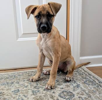 Lilly -  Mixed Breed Dog for Adoption in Kenosha, Wisconsin - Lilly | PetCurious
