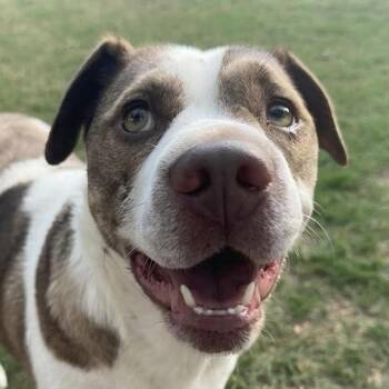 Pit Bull Terrier Dogs Available for Adoption in Cumming, Georgia - Luna Bella | PetCurious