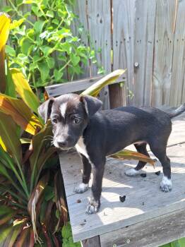Rescue Labrador Retriever Dogs for Adoption in Harlingen, Texas - Bibi | PetCurious
