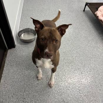 Rescue Mixed Breed Dogs for Adoption in Los Angeles, California - Elvira A2221137 | PetCurious