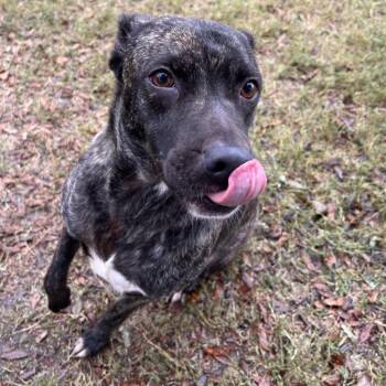 Terrier Dogs Available for Adoption - Chevy | PetCurious