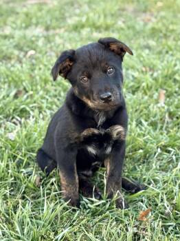 Shepherd and Australian Cattle Dog Blue Heeler Dogs Available for Adoption -  Willie | PetCurious