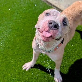 Rescue Mixed Breed Dogs for Adoption in Savannah, Georgia - Ross | PetCurious