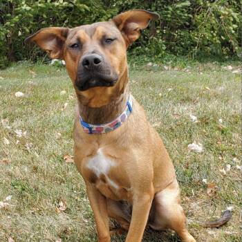 Rescue Labrador Retriever and Boxer Dogs for Adoption in Normal, Illinois - Tanner | PetCurious