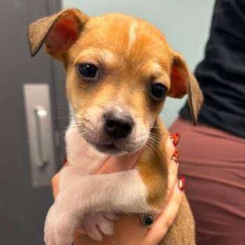 Jimmy Doo -  Mixed Breed Dog for Adoption in Edwardsville, Illinois - Jimmy Doo | PetCurious