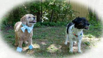Bonnie and Leelo -  Terrier and Poodle Dog for Adoption in Middletown, Connecticut - Bonnie And Leelo | PetCurious