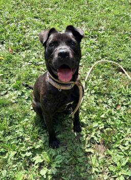 Cinder -  Pit Bull Terrier Dog for Adoption in White Oak, Pennsylvania - Cinder | PetCurious