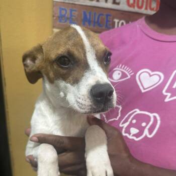 Elora - Local Sept 11-13 -  Pointer Dog for Adoption in Brookshire, Texas - Elora - Local Sept 11-13 | PetCurious