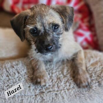 Hazel -  Maltese and Chihuahua Dog for Adoption in Lafayette, California - Hazel | PetCurious