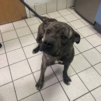 Mixed Breed Dogs Available for Adoption - Moochie | PetCurious