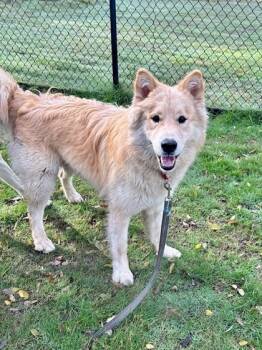 Rescue Golden Retriever and Husky Dogs for Adoption in Everett, Washington - Beetlejuice | PetCurious