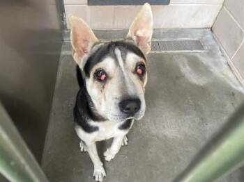 Shar Pei and Mixed Breed Dogs Available for Adoption in Tustin, California - GIBSON | PetCurious