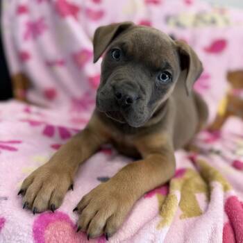 Boxer and Mixed Breed Dogs Available for Adoption - Bjorn(Puppy 5) | PetCurious
