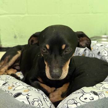 Romeo 8231 -  Miniature Pinscher Dog for Adoption in Loxahatchee Groves, Florida - Romeo 8231 | PetCurious