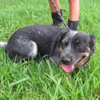 Roo -  Australian Cattle Dog Blue Heeler Dog for Adoption in Lake Jackson, Texas - Roo | PetCurious