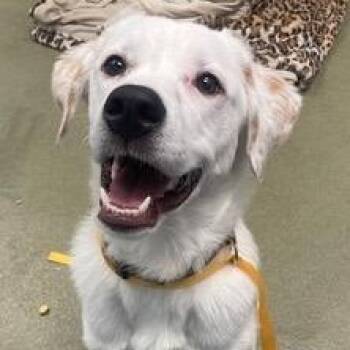 Rescue Labrador Retriever Dogs for Adoption in Calverton, New York - Summer | PetCurious