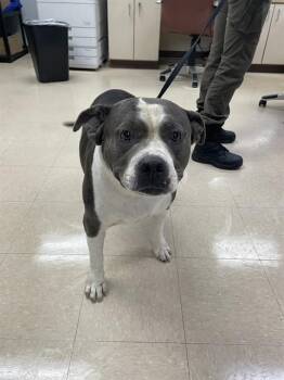 MADELEINE -  Pit Bull Terrier and Mixed Breed Dog for Adoption in Killeen, Texas - MADELEINE | PetCurious