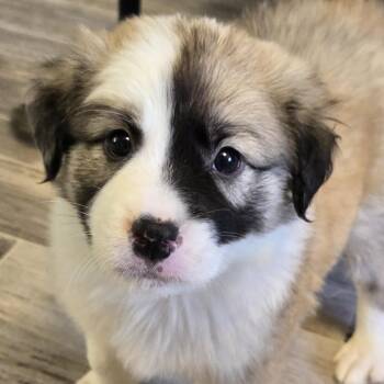 Australian Shepherd and Mixed Breed Dogs Available for Adoption in Normal, Illinois - Rocket | PetCurious
