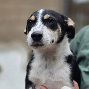 Terrier Dogs Available for Adoption in Huntsville, Alabama - Kite | PetCurious