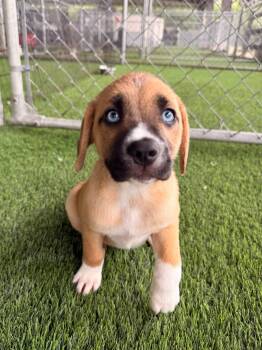June -  Mixed Breed Dog for Adoption in New York, New York - June | PetCurious