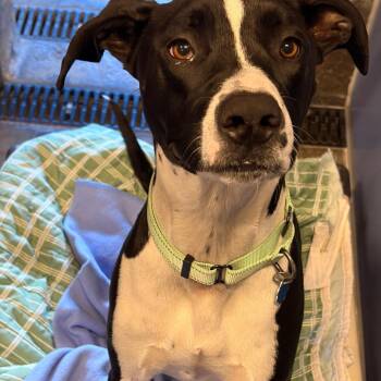 Oreo -  Hound Dog Available for Adoption in Show Low, Arizona - Oreo | PetCurious