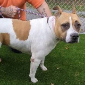 Rescue American Bulldog Dogs for Adoption in Fairfax, Virginia - Lucy | PetCurious