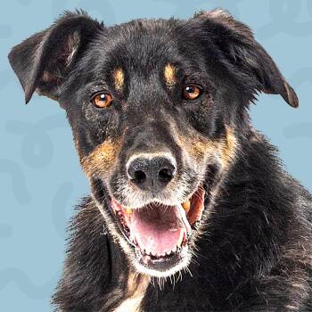 Chief -  Shepherd and Mixed Breed Dog for Adoption in Reno, Nevada - Chief | PetCurious
