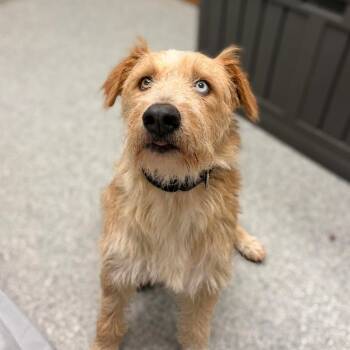 Kane -  Terrier Dog for Adoption in Monticello, Iowa - Kane | PetCurious