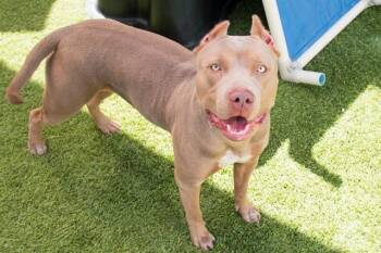 EMBER -  Pit Bull Terrier Dog for Adoption in Santa Monica, California - EMBER | PetCurious