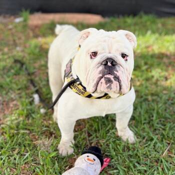 Burt -  English Bulldog Dog for Adoption in Port Richey, Florida - Burt | PetCurious