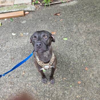 Labrador Retriever Dogs Available for Adoption in Brentwood, Tennessee - Duncan | PetCurious
