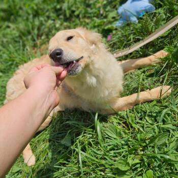 Honey -  Golden Retriever and Shetland Sheepdog Sheltie Dog for Adoption in Springfield, Missouri - Honey | PetCurious