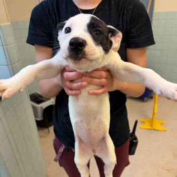 Rebel 3427 -  Mixed Breed Dog for Adoption in Hamilton, Georgia - Rebel 3427 | PetCurious
