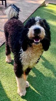 Louie -  Standard Poodle and Bernese Mountain Dog Dog for Adoption in Sandy Springs, Georgia - Louie | PetCurious
