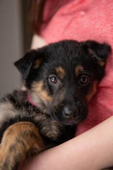 Mixed Breed Dogs Available for Adoption - Sassy | PetCurious