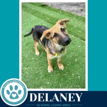 German Shepherd Dog Dogs Available for Adoption in Kimberton, Pennsylvania - Delaney (The Triple D
