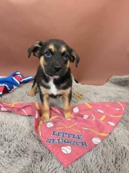 Basenji and Australian Shepherd Dogs Available for Adoption - Padre | PetCurious